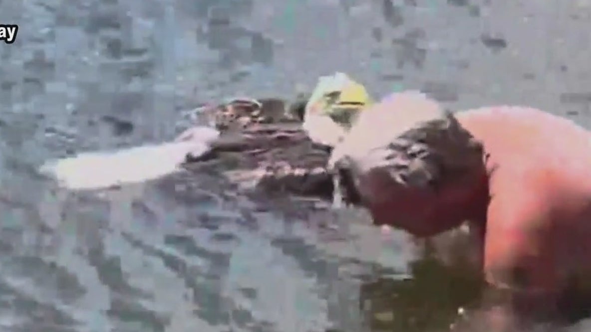 Florida man saves injured eagle in lake
